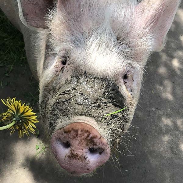 Wohnheim Fliederhof Dessin