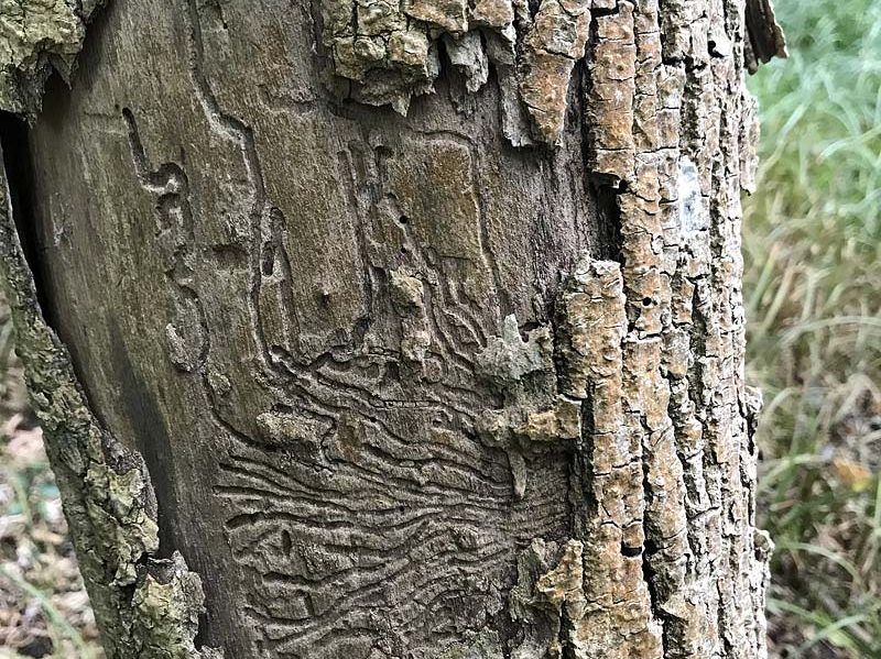 Kindertagesstätte Zwergenparadies Plau